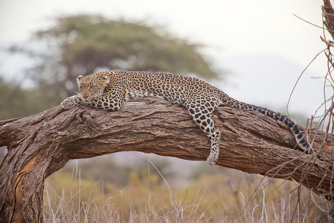 Kenya's Wildlife, leopard, safari, africa